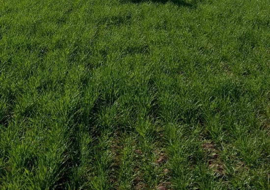 Grass Hay Without MycorrPlus