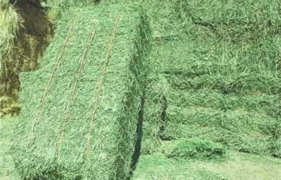 HayMaxx 1