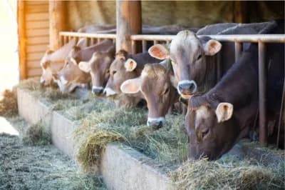 HayMax Cattle
