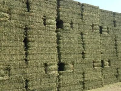 HayMax Hay
