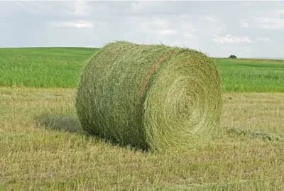 HayMaxx Logo