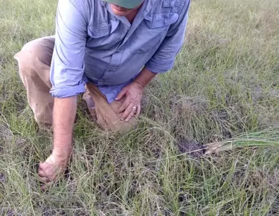 Grass Keeps Growing with MycorrPlus
