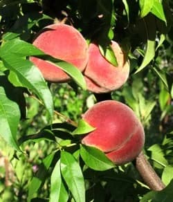 Peaches