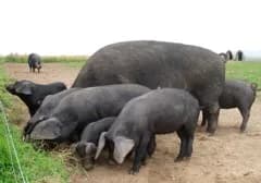 pigs