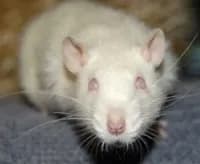 rat