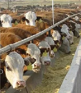 sila-tec-cattle