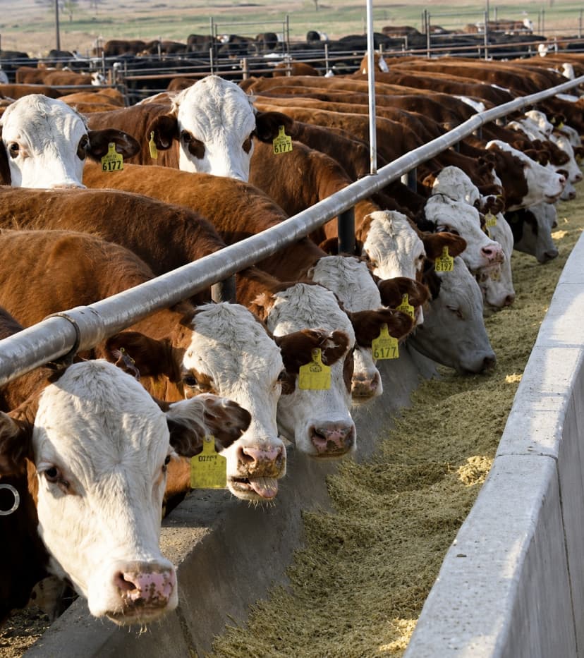 Cattle at feed bunk