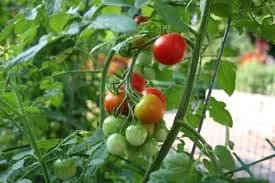 tomatoes