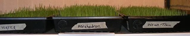 Wheat grass day 3 with structured water