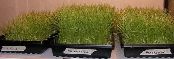 Wheat Grass Day 8