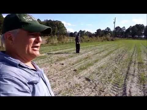A Huge Amount of Earthworms in Florida Sugar Sand