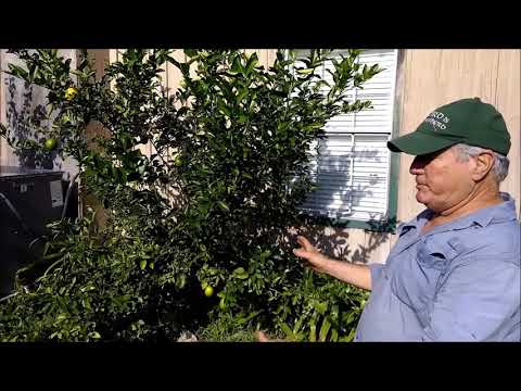 MycorrPlus Transformed the Soil for Better Fruit Production.
