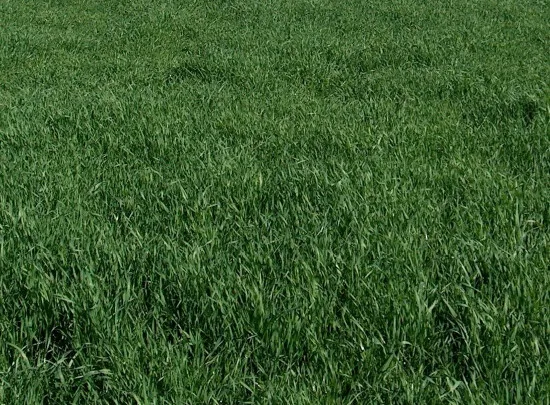 Grass Hay With MycorrPlus