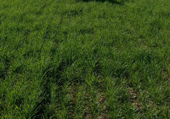Grass Hay Without MycorrPlus