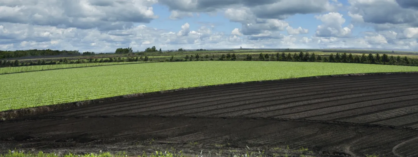 Healthy farmland background